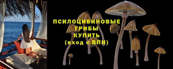 индика Бородино